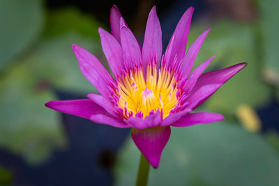 Close-up of pink water lily