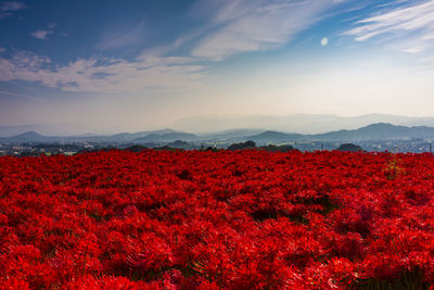 Red flowering plants on field against sky