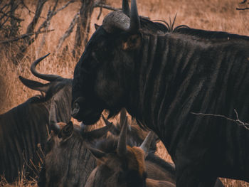 View of a horse in the ground