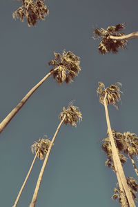 Low angle view of wilted plant against sky