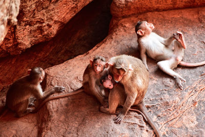 Monkey sitting on rock in zoo