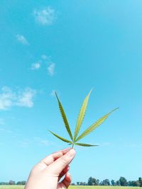 Close-up of hand holding plant against sky