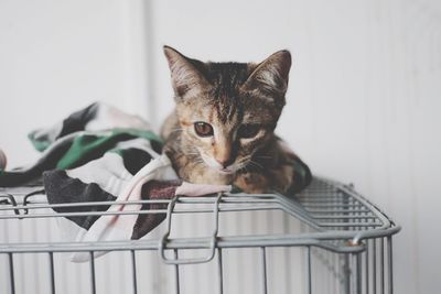 Portrait of cat in basket at home