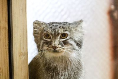 Close-up portrait of a cat