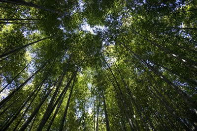 Low angle view of bamboo trees in forest