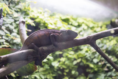 Close-up of lizard perching on tree