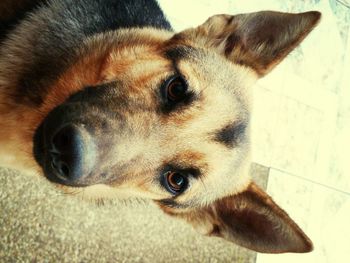 Close-up portrait of a dog