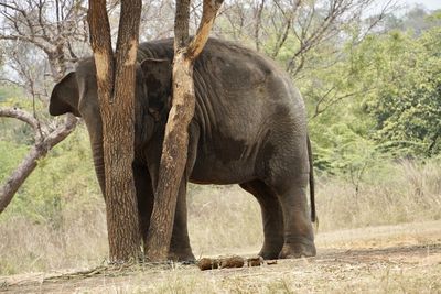 Elephant in a forest