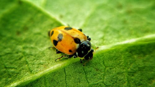 Close-up of ladybug on leaf