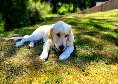 Dog relaxing on field