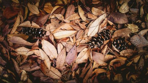 Full frame shot of dried autumn leaves on field