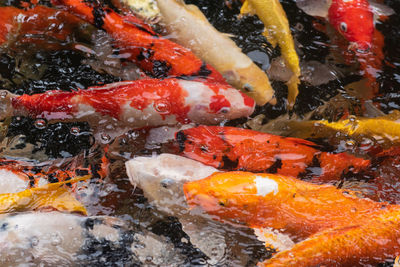 Close-up of koi carps swimming in lake