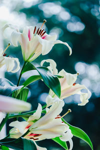 Close-up of white flowers blooming outdoors