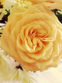 Close-up of yellow rose