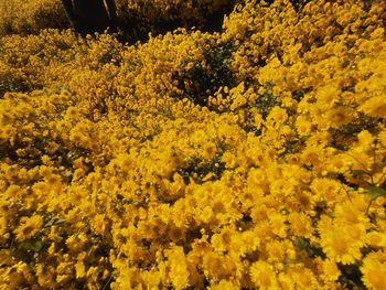 Close-up of yellow flowering plants on field