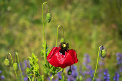 Close-up of insect on red poppy