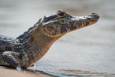 Close-up of caiman at lakeshore