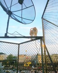 Monkey in cage against clear sky