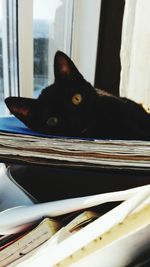 Close-up of black cat on window