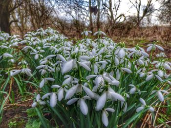 Close-up of flowers growing in forest