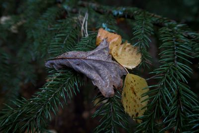 Close-up of leaves