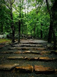 Road passing through forest