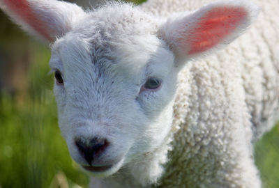 Close-up portrait of sheep