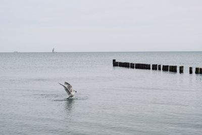 Seagull on a sea