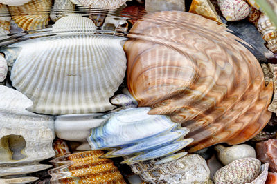 Full frame shot of seashells