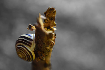 Close-up of snake against sky