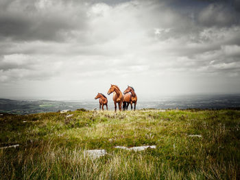 Horses standing on field against cloudy sky