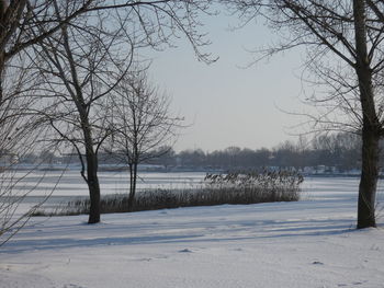 Bare trees on snow covered landscape against sky