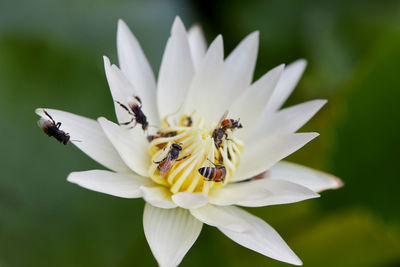 Close-up of bee perching on white lotus