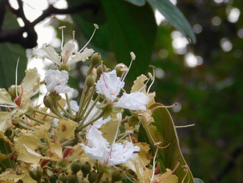 Close-up of white flowering plant