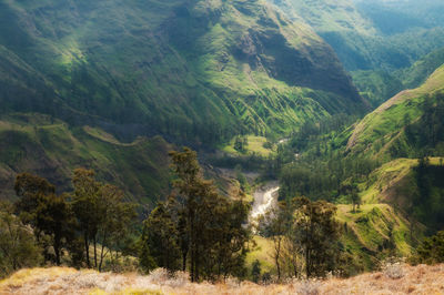 Scenic view of forest from rinjani mountain