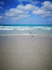 Seagulls on beach