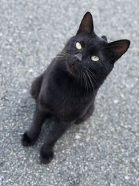 High angle portrait of black cat