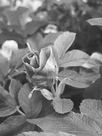 Close-up of flowers blooming outdoors