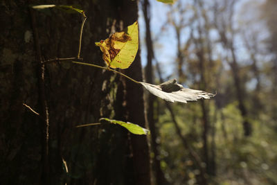 Close-up of dry leaves on tree in forest