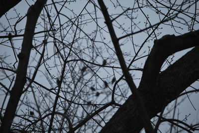 Low angle view of bare trees against sky