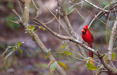 Close-up of bird perching on branch