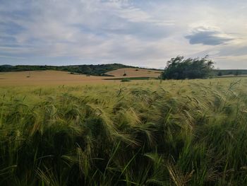 Bulgarian fields