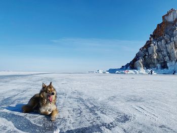 Dog on snow covered mountain against sky