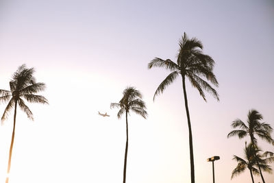 Low angle view of palm trees against clear sky