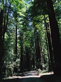 Road passing through forest