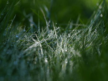 Close-up of water drops on grass