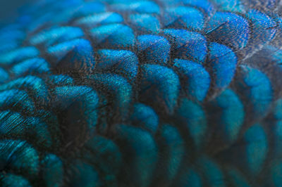 Close-up of the peacock feathers .macro blue feather, feather, bird, animal. macro photograph.