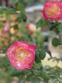 Close-up of pink rose