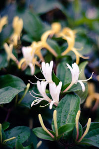 Close-up of flowers