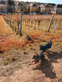 View of dog on field during autumn